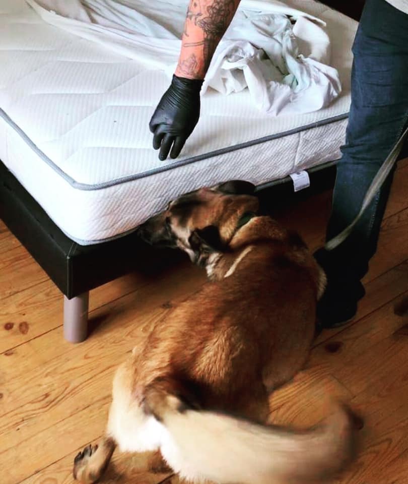 Chien détectant des punaises de lit sous un matelas